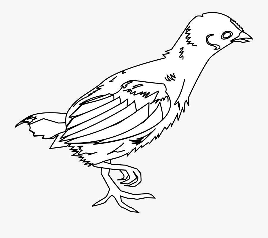 Little Chicken Clip Arts - Young Chicken Clipart Black And White, Transparent Clipart