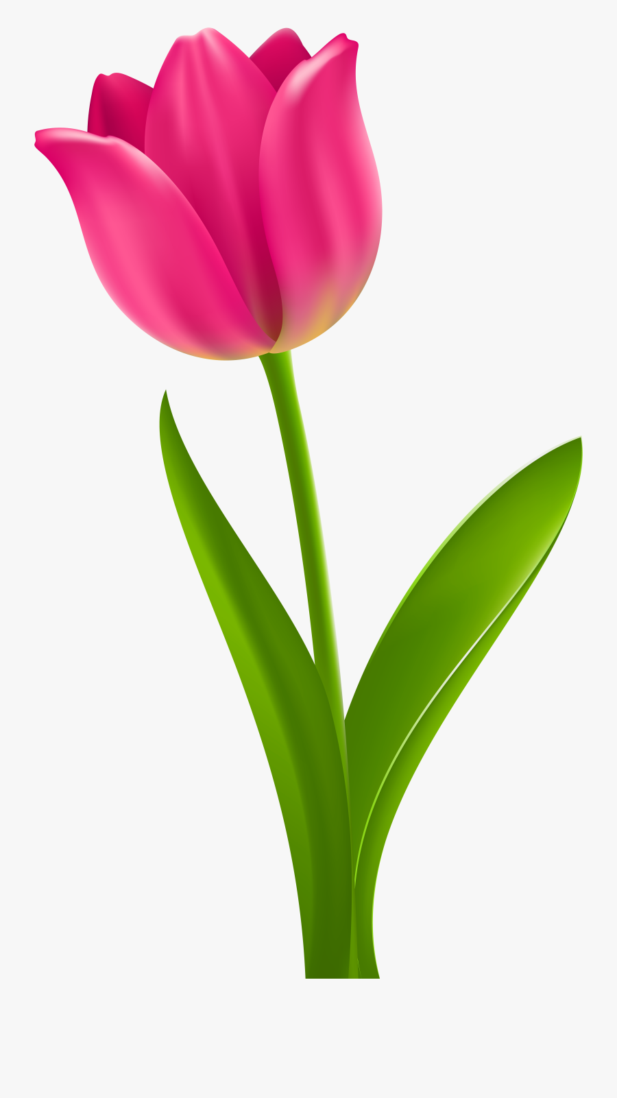 Tulip Transparent Mason Jar - Pink Tulip Clipart, Transparent Clipart