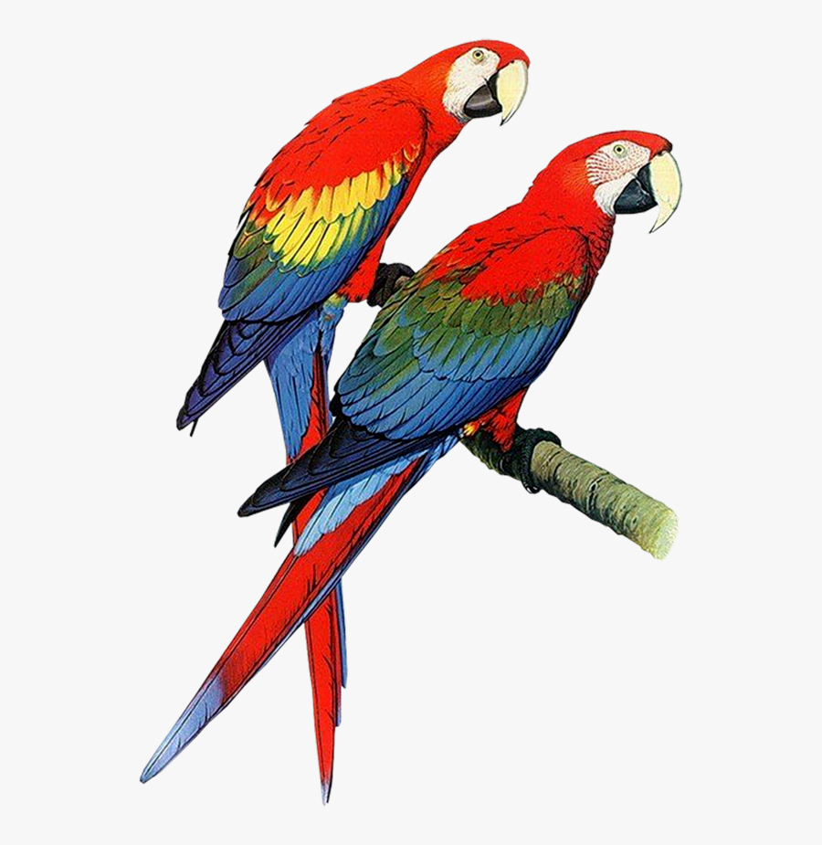 Parrot Bird Pair Of Parrots Clipart Free Clip Art Images - Parrots Clipart, Transparent Clipart