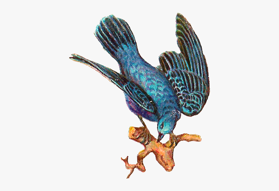 Bird, Transparent Clipart