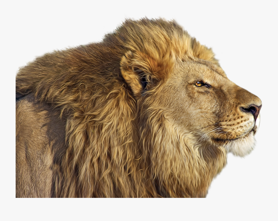 Lion Png Clip Art - Lion Png Transparent, Transparent Clipart