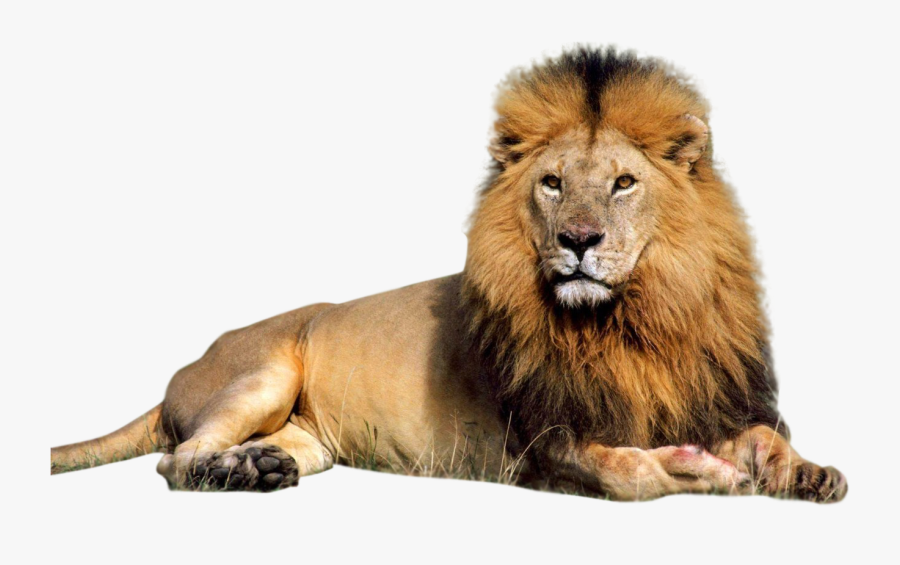 Lion Sitting Images Png , Free Transparent Clipart - ClipartKey