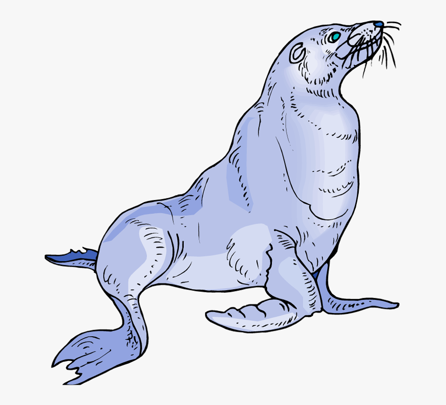 Sea Lion Clipart Png, Transparent Clipart
