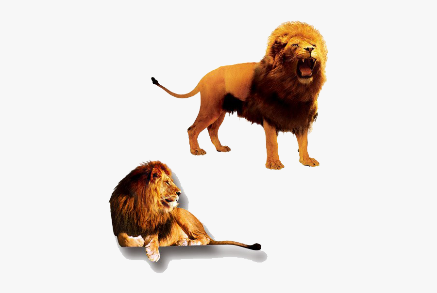 The Lion King Png Clipart - Lion And Lioness, Transparent Clipart