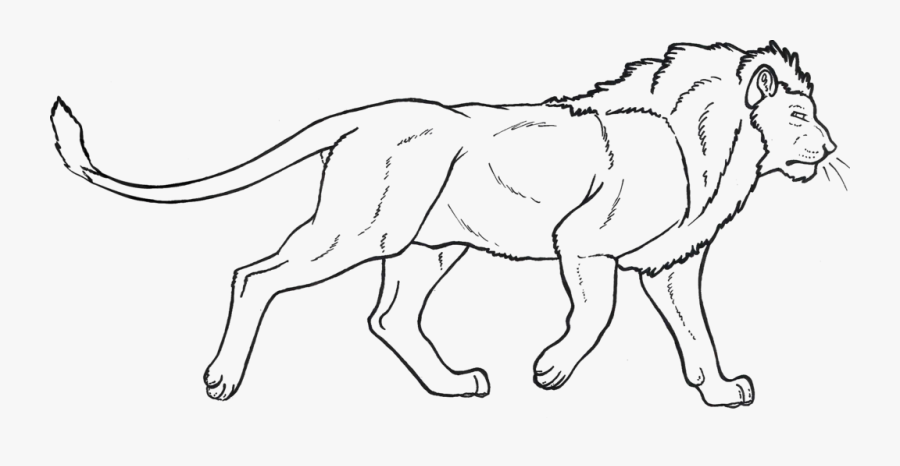 Transparent White Lion Png - Female Lion Drawing, Transparent Clipart