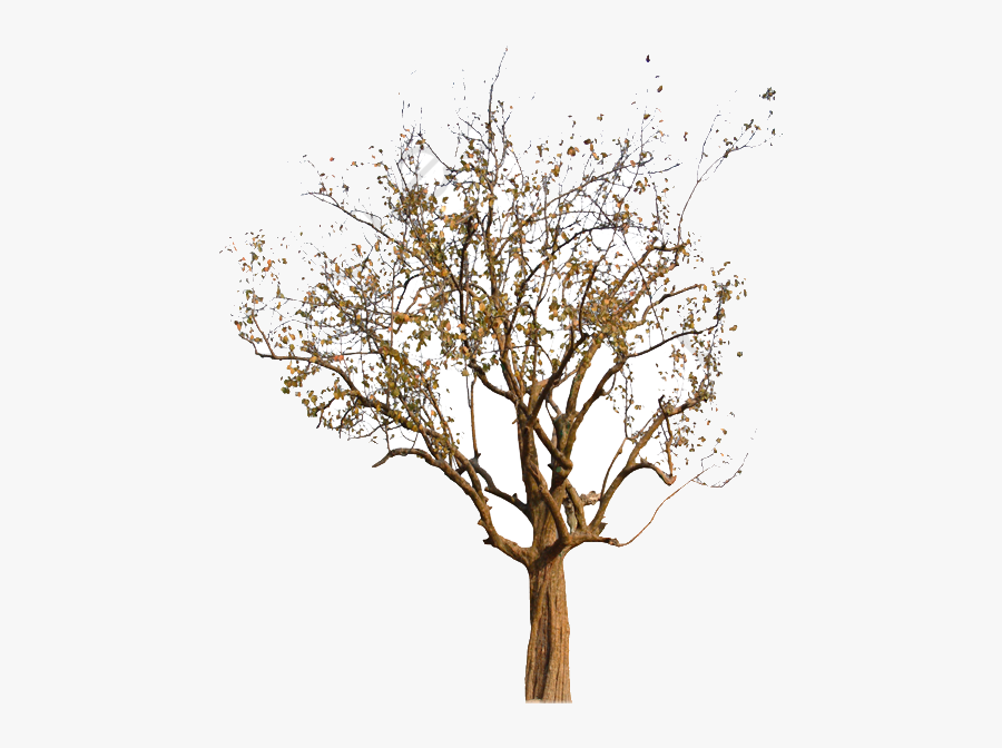 Fall Tree Autumn Clipart Image And For Free Transparent - Real Fall Tree Png, Transparent Clipart