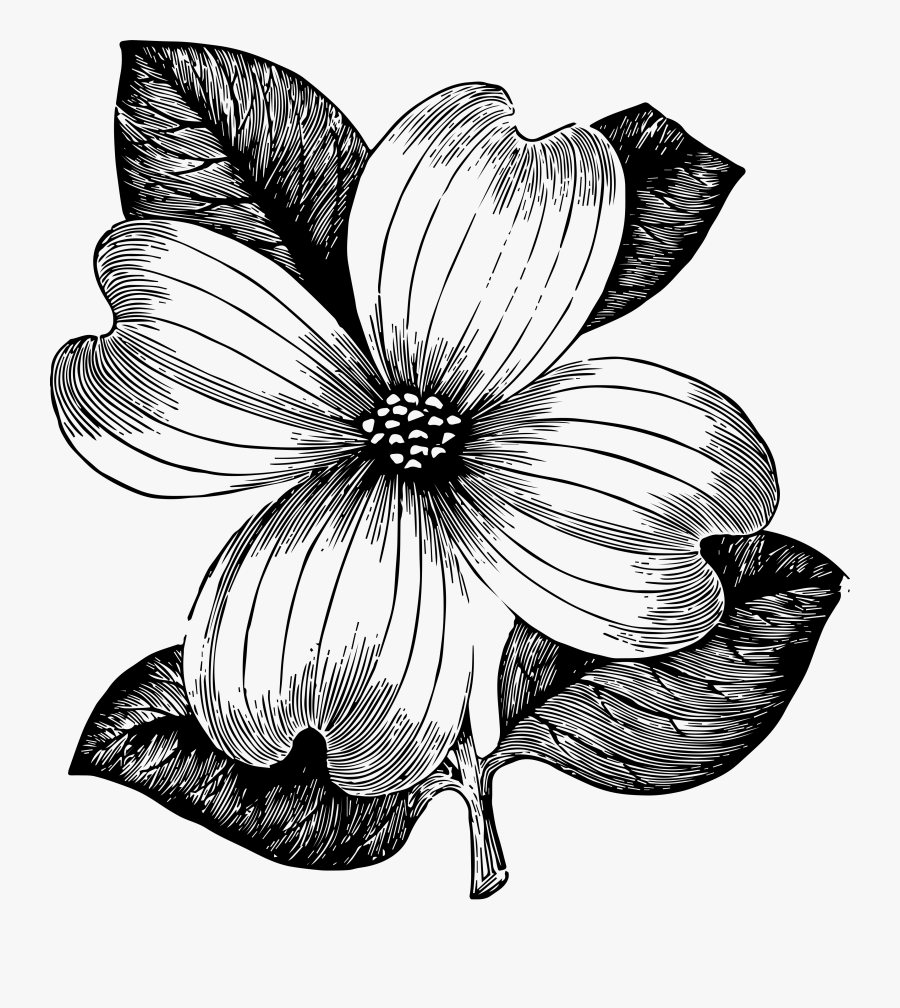January Flower Clipart - Mayflower, Transparent Clipart