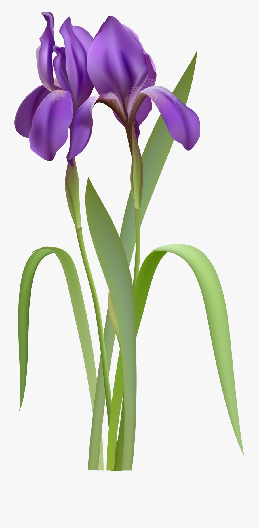 Iris Spring Flower Png Clipart - Iris Clipart, Transparent Clipart
