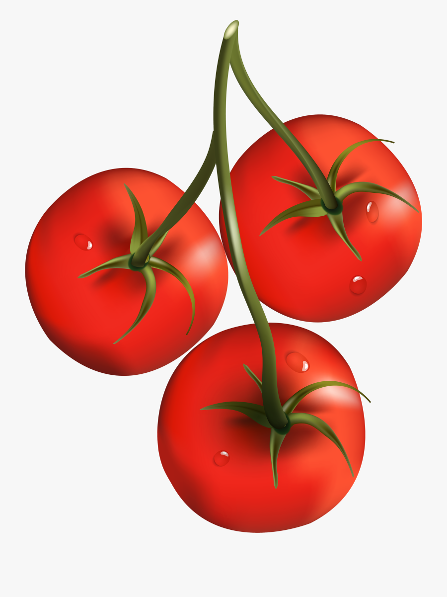 Tomato Branch Png Clipart - Tomatoes Clipart Png, Transparent Clipart