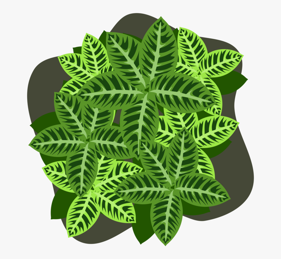 Fern, Transparent Clipart