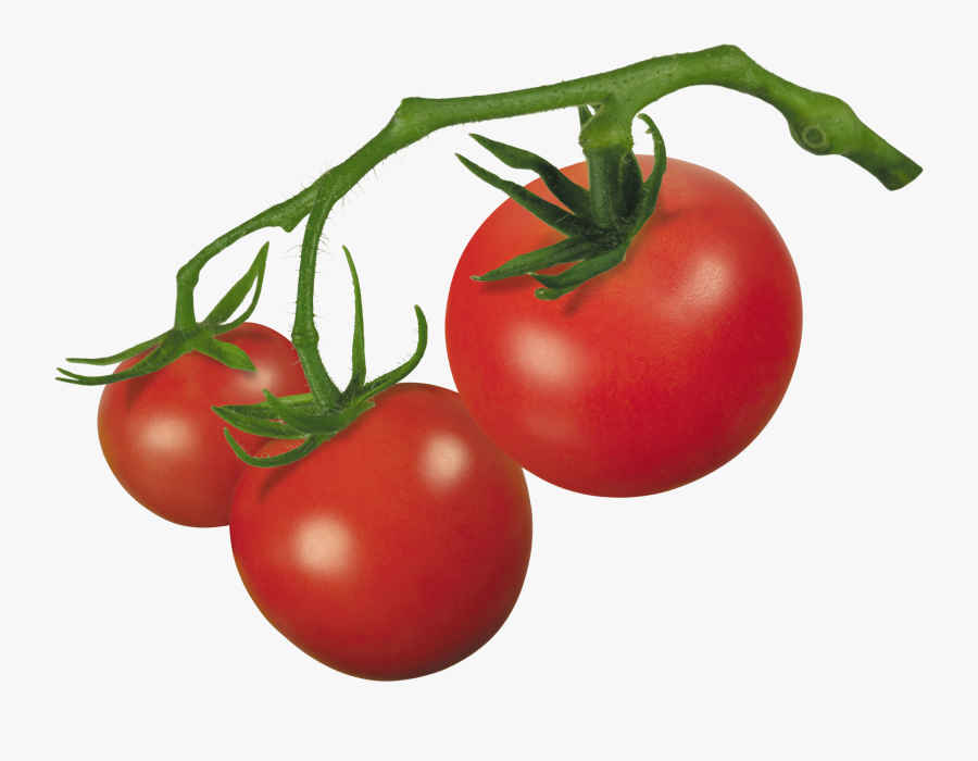 Images For Gt Tomato Clipart - Clipart Tomato, Transparent Clipart