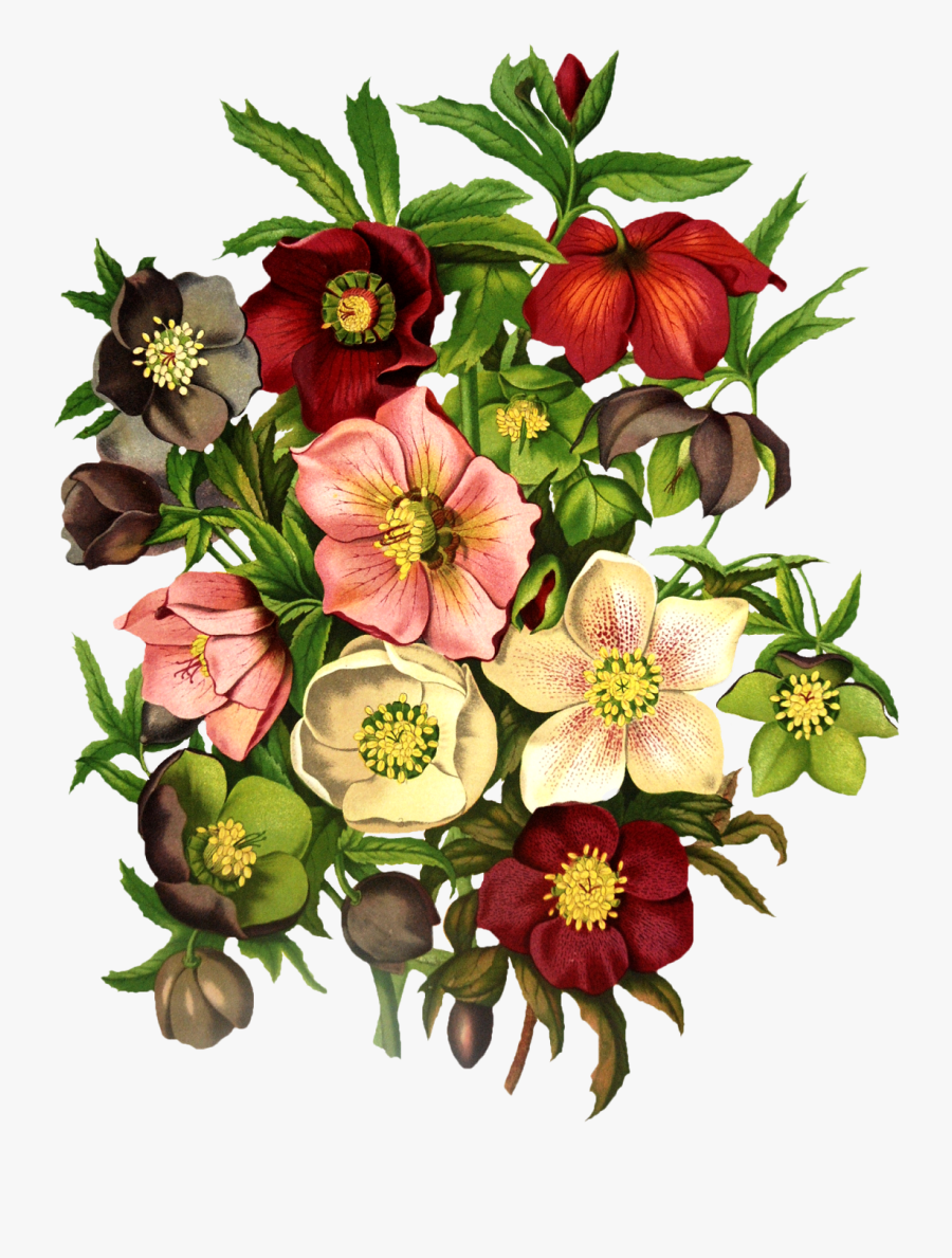 Transparent Free Clipart Spring Flowers - Helleborus Diagram Poster, Transparent Clipart
