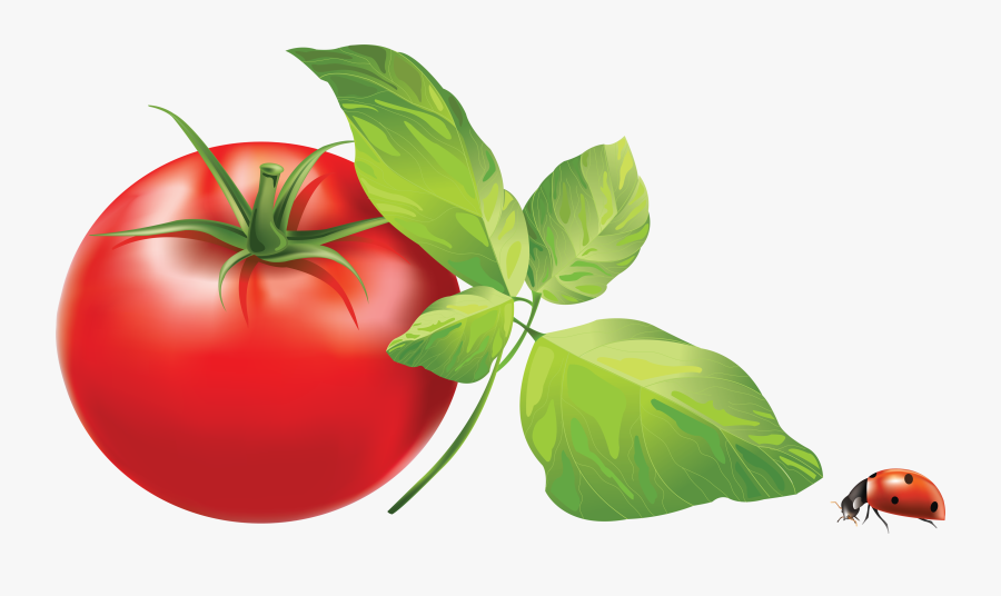 Tomato Clipart - Tomato Leaves Clip Art, Transparent Clipart