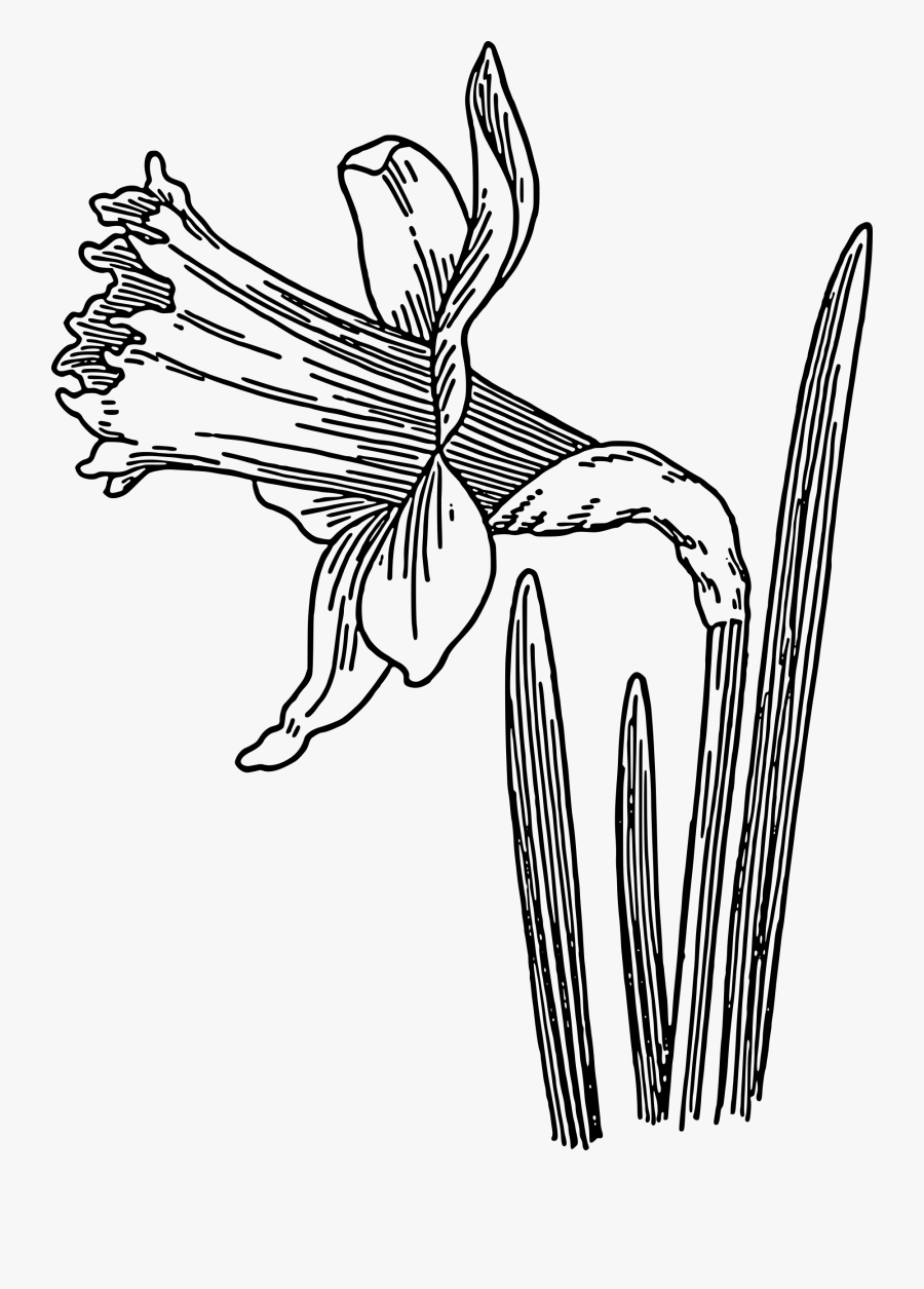 Royalty Free Stock Big Image Png - Daffodil Clipart Black And White, Transparent Clipart