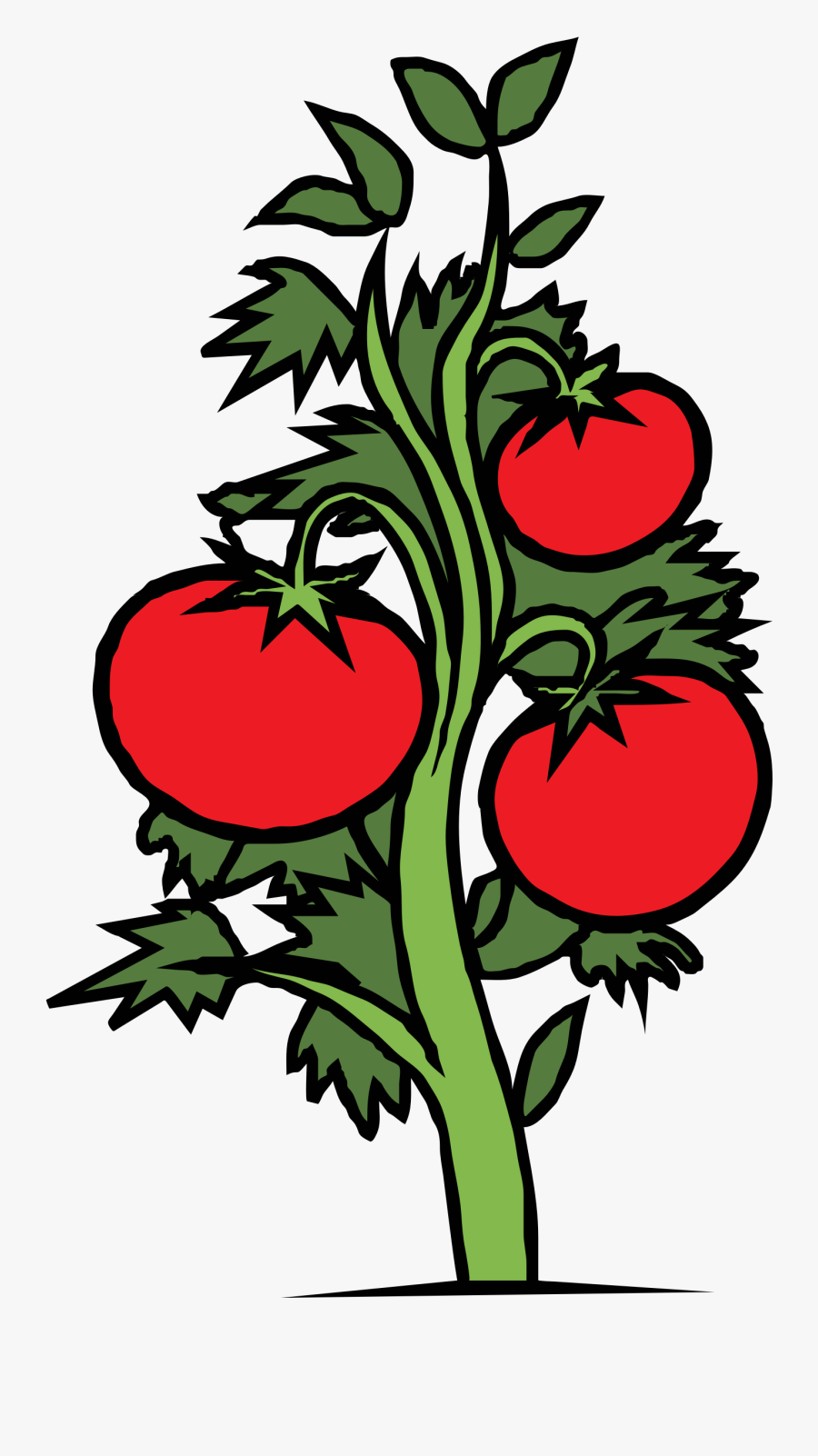 Plants And Flowers Clipart - Tomato Plant Clipart, Transparent Clipart