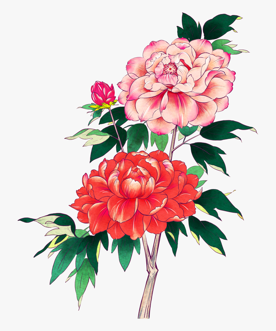 Common Peony, Transparent Clipart