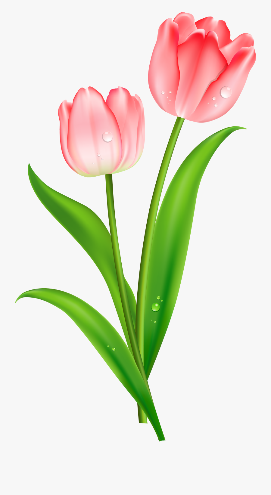 Tulip Clipart - Tulips Clipart, Transparent Clipart