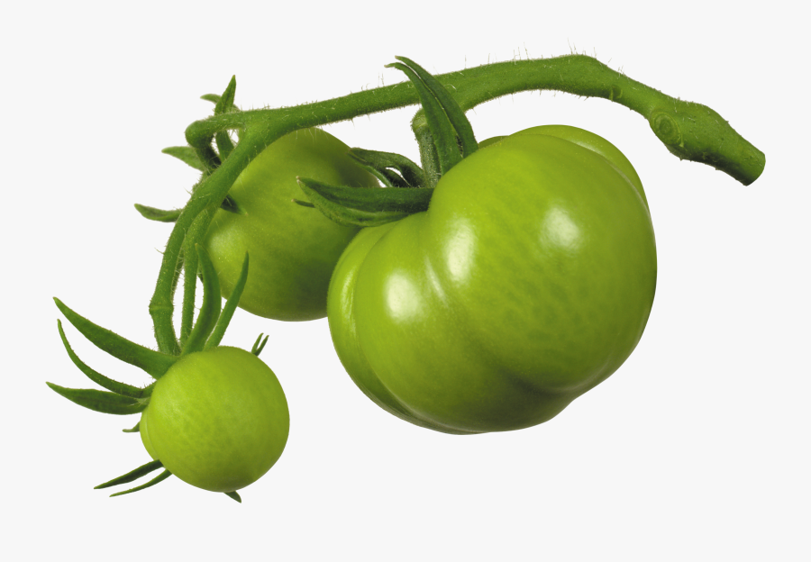 Green Tomato Png, Transparent Clipart