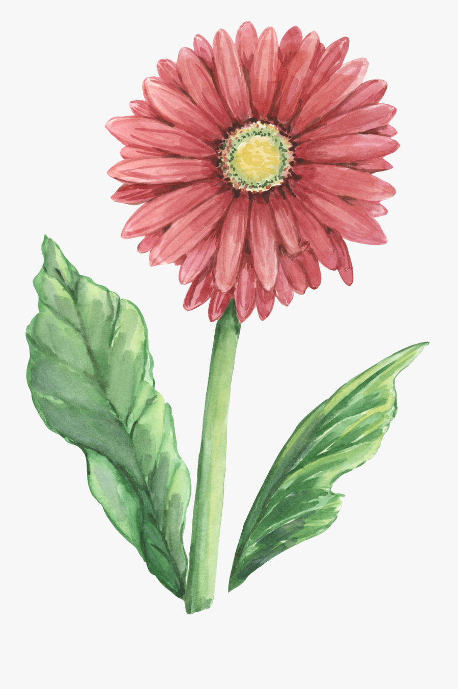 Pink Gerbera Botanical Illustration, Transparent Clipart