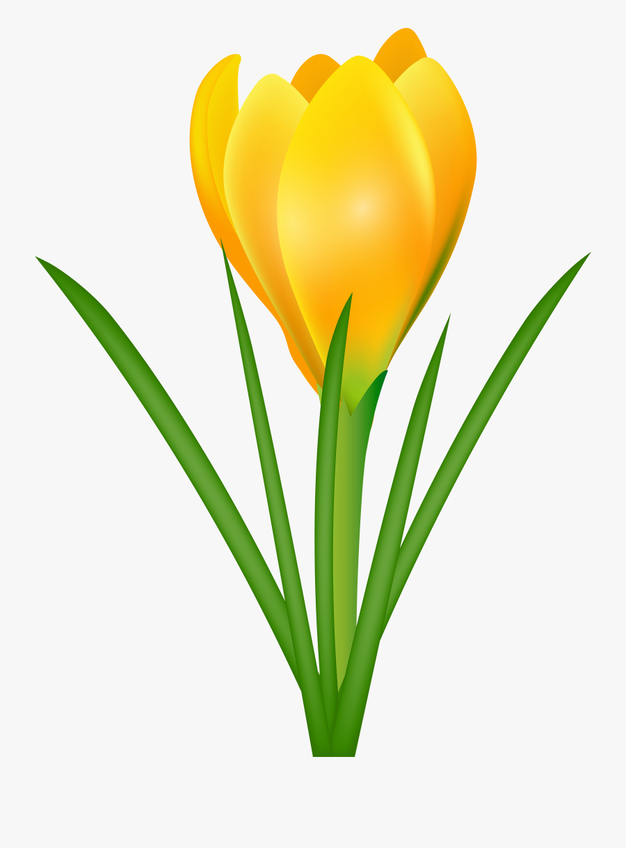 Spring Clip Art Crocus - Crocus Clipart, Transparent Clipart