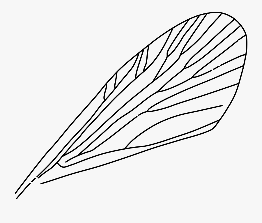 Insect Wing - Insect Wings Clipart, Transparent Clipart