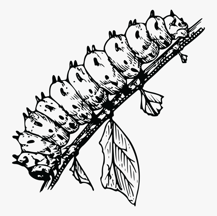 Clip Art Black And White Caterpillar - Black And White Images Of Caterpillars, Transparent Clipart