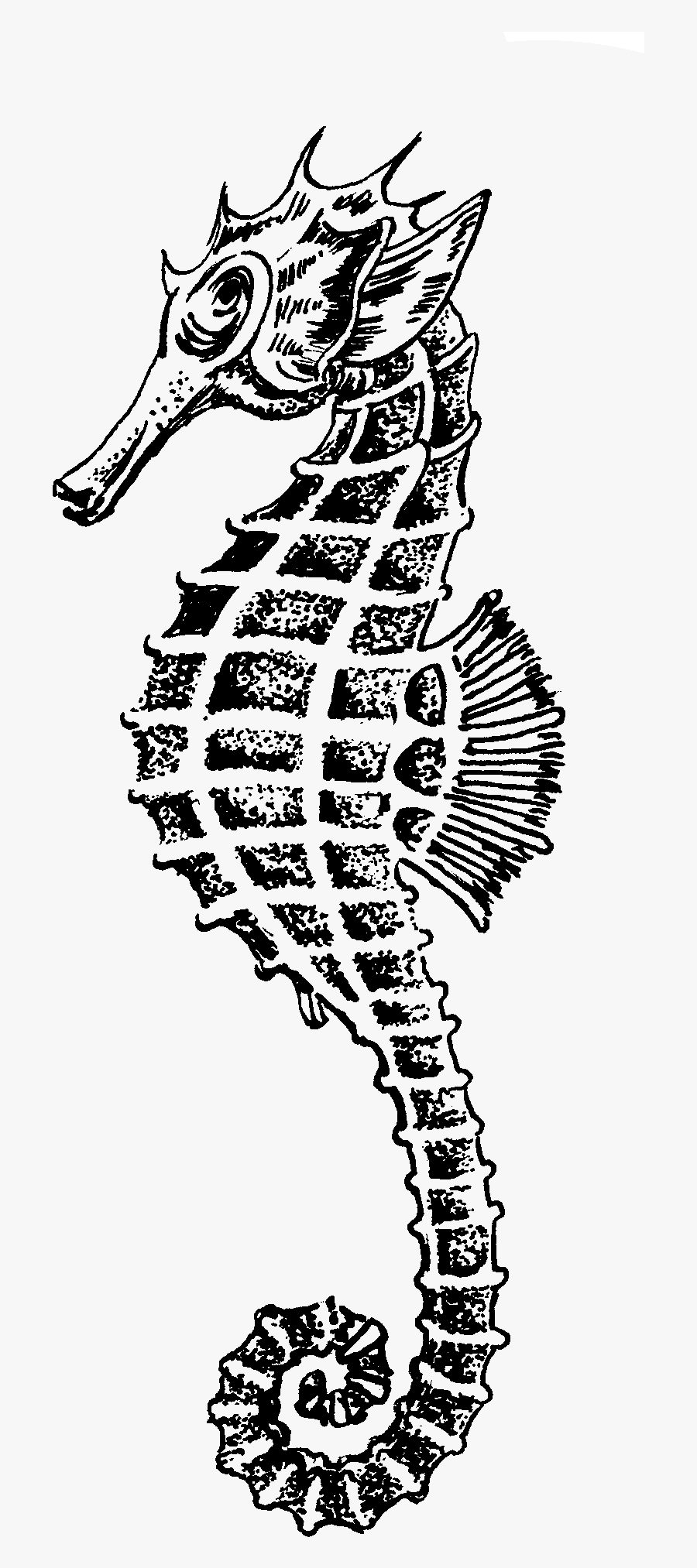 Seahorse Clipart Outline Collection - Black And White Seahorse Png, Transparent Clipart