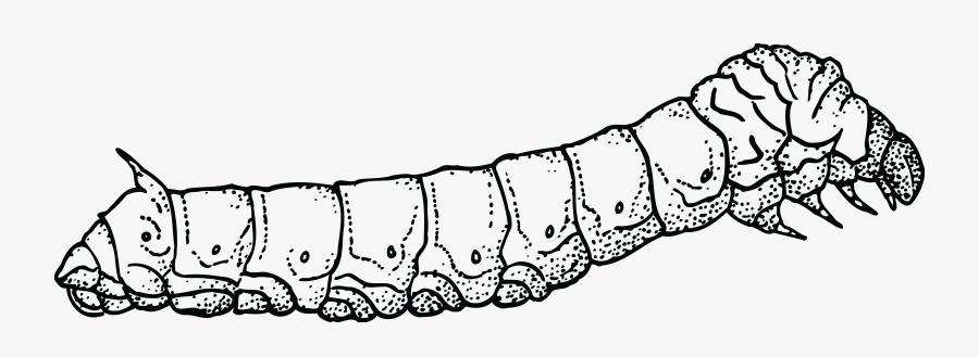 Caterpillar Clipart Black And White - Silkworm Black And White, Transparent Clipart