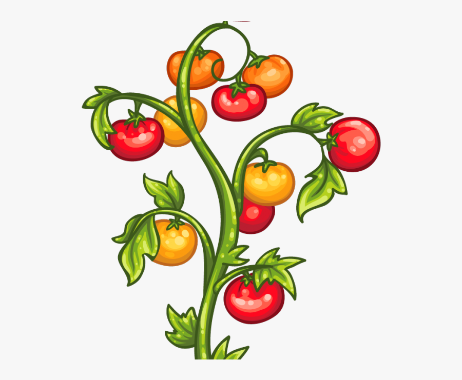 Tomato Plants Clipart , Png Download - Free Clipart Tomato Plants, Transparent Clipart