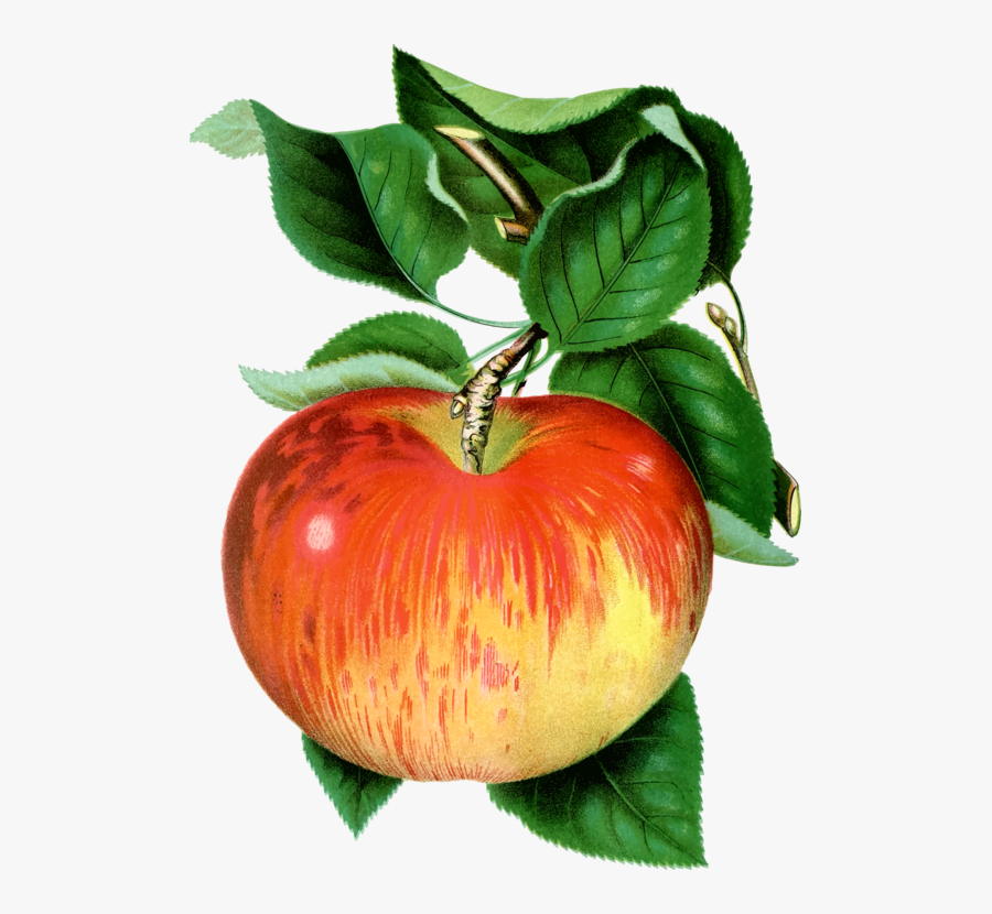 Tomato,plant,vegetarian Food - Apple, Transparent Clipart