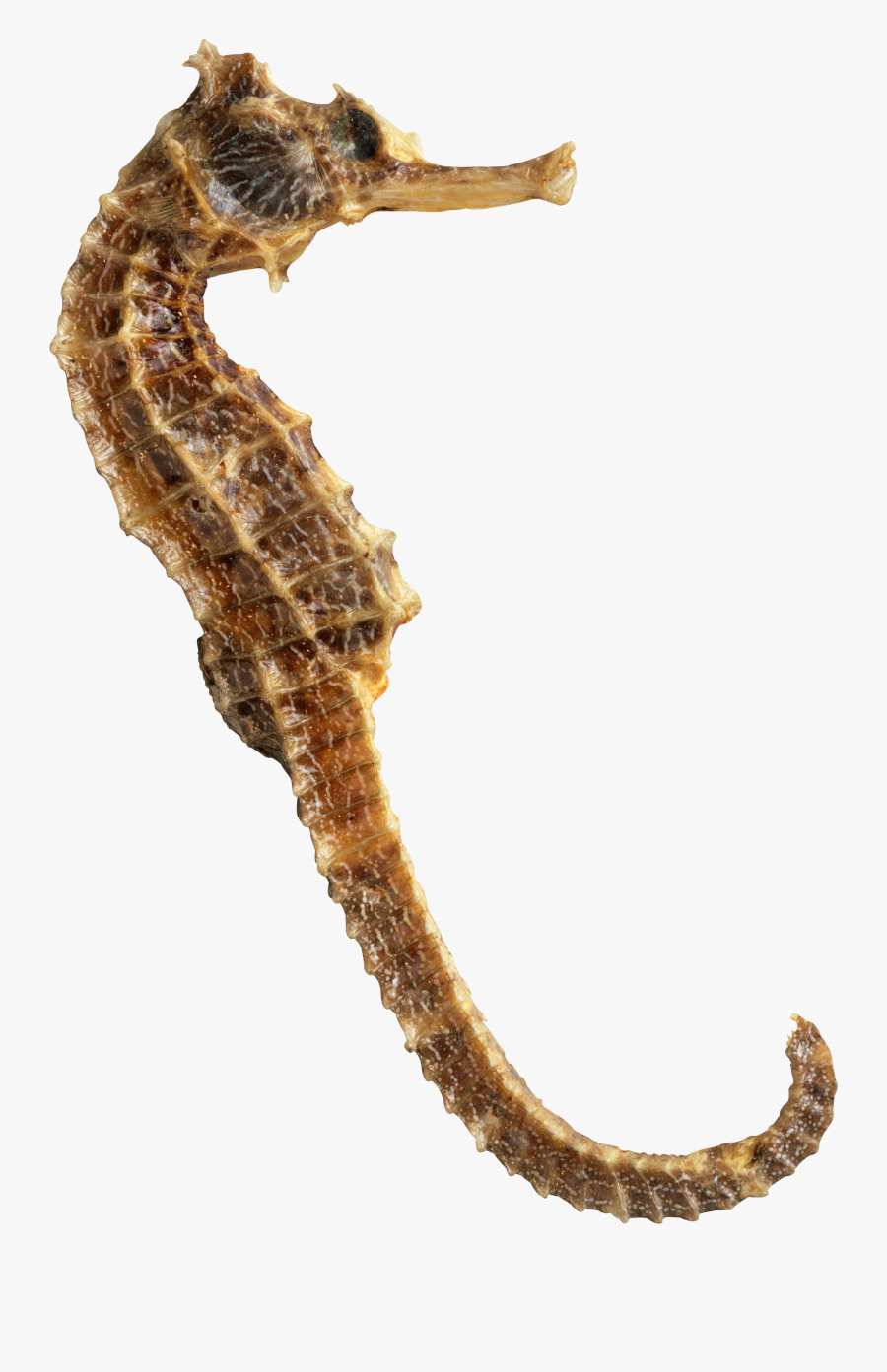 Transparent Sea Horse Clipart - Seahorse Png, Transparent Clipart