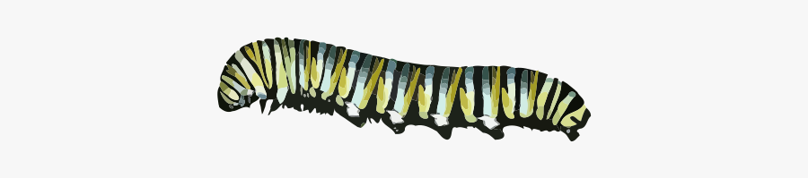 Caterpillar - Monarch Caterpillar Clip Art, Transparent Clipart