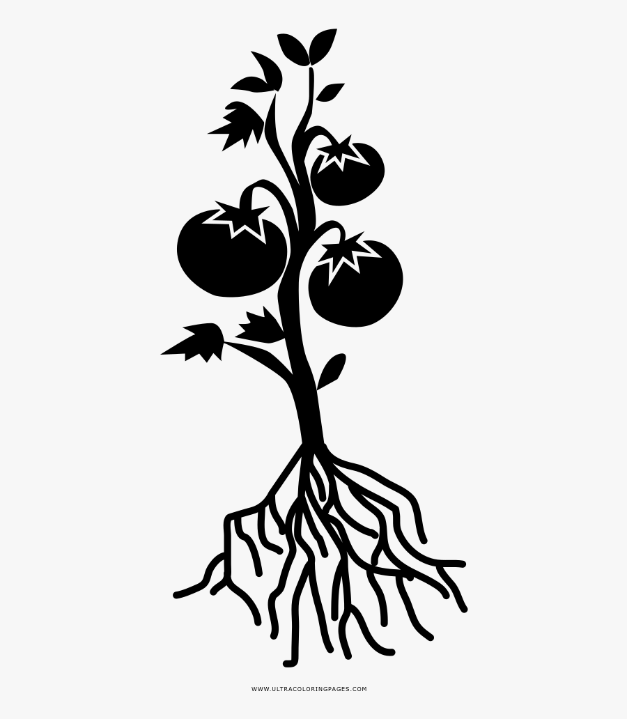 Tomato Plant Coloring Page Tomato Plant Black And- - Tomato Plant Black And White, Transparent Clipart