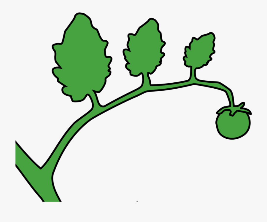 Clipart Green Tomato On A Vine - Stem Tomato Clip Art, Transparent Clipart