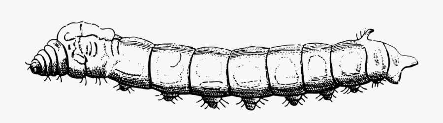 Silk Worm Bug Free - Madame Lalaurie Victim, Transparent Clipart