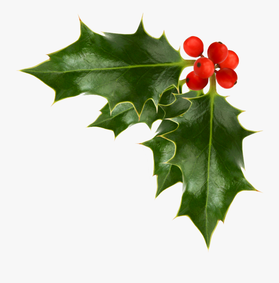 Holly Transparent, Transparent Clipart