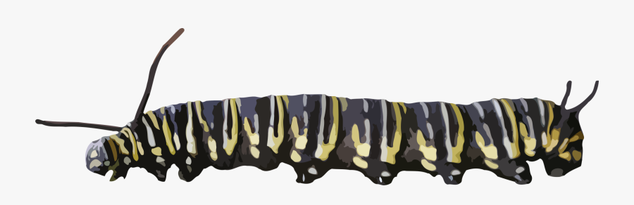 Caterpillar Transparent Background, Transparent Clipart