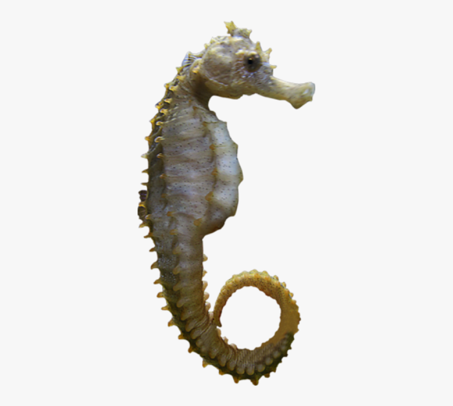 Fish Ocean Transparent, Transparent Clipart