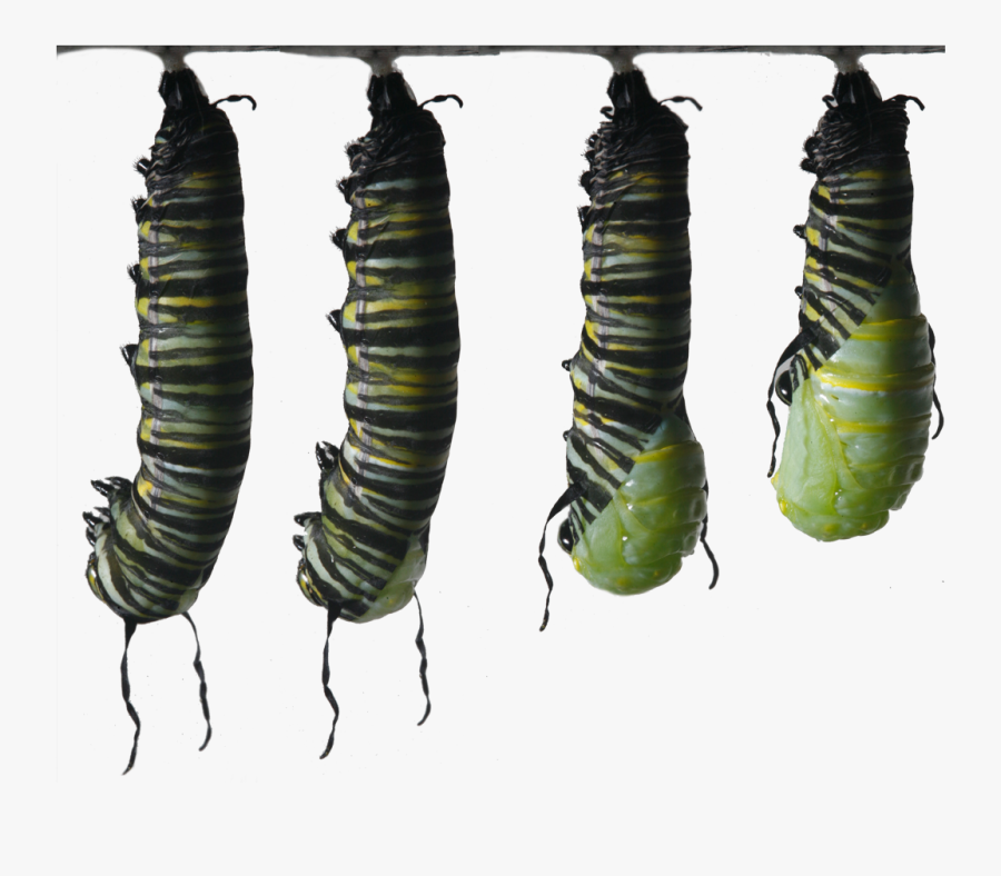 Clip Art Monarch Butterflies Egg To - Butterfly Caterpillar Monarch I Ytimg, Transparent Clipart
