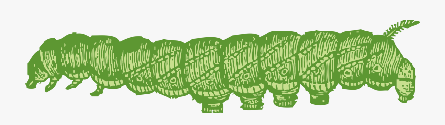 Plant,leaf,text, Transparent Clipart