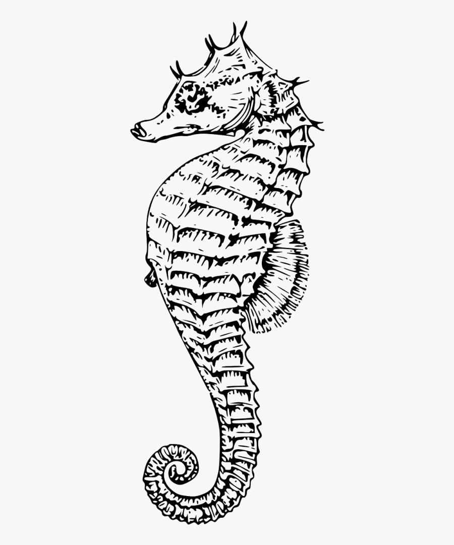 Transparent Seahorse Silhouette Png - Line Drawing Of Sea Horse, Transparent Clipart