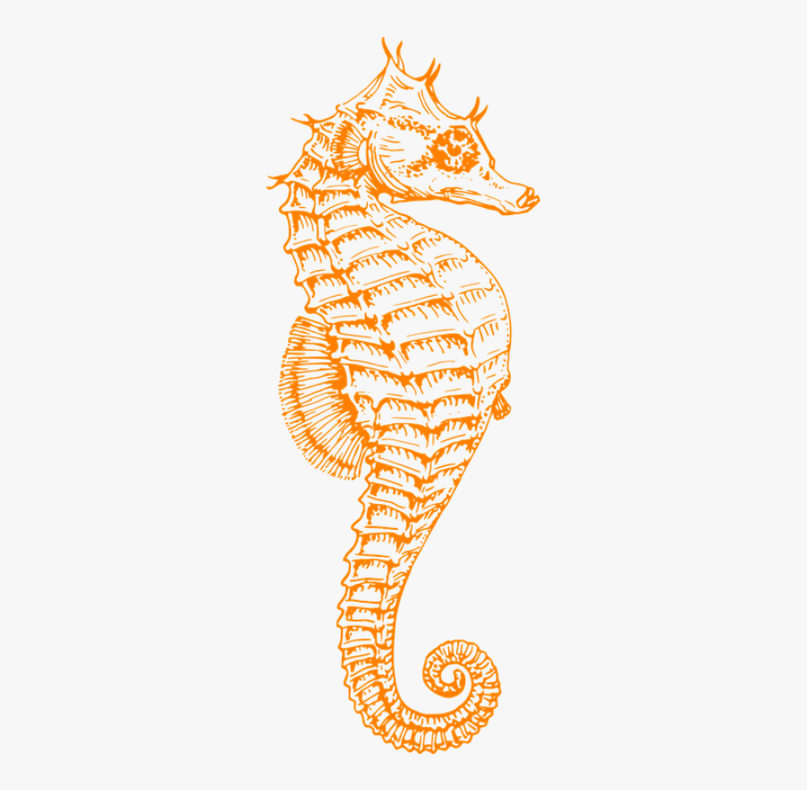 Black And White Seahorse, Transparent Clipart