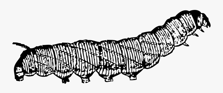 Art,monochrome Photography,carnivoran - Caterpillar Clip Art, Transparent Clipart