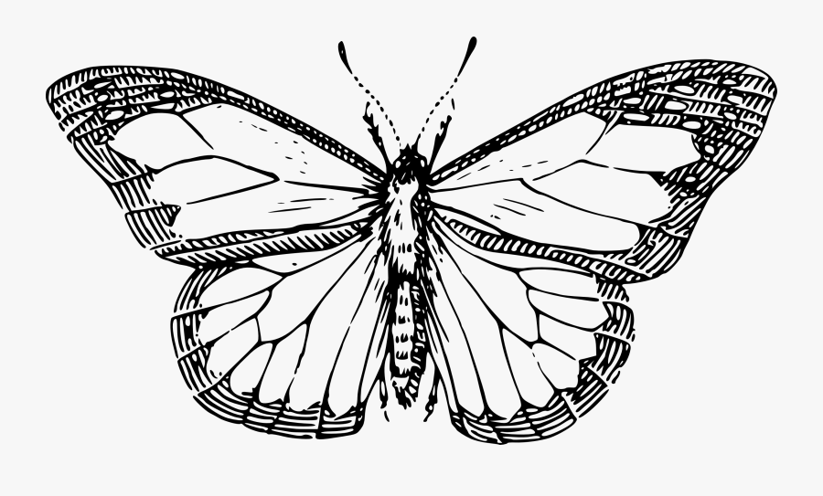 Butterfly Black And White Drawing At Getdrawings - Butterfly Black And White Drawing, Transparent Clipart