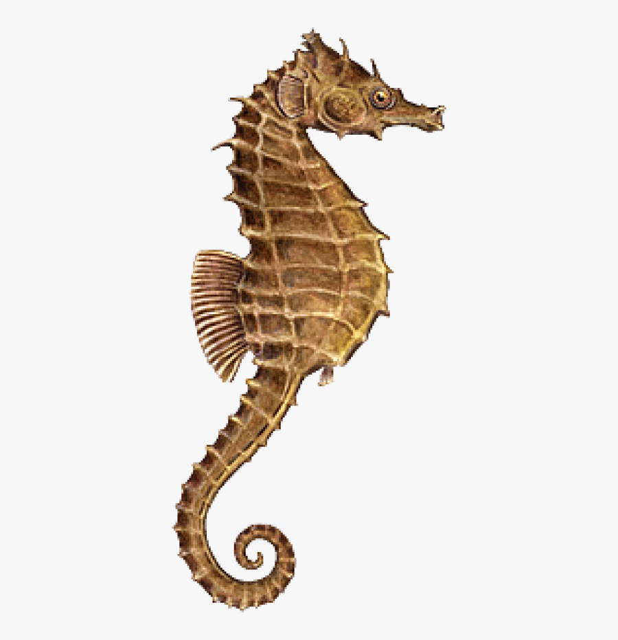 Sea Horse Transparent Png Clipart , Png Download - Sea Horse Images Png, Transparent Clipart