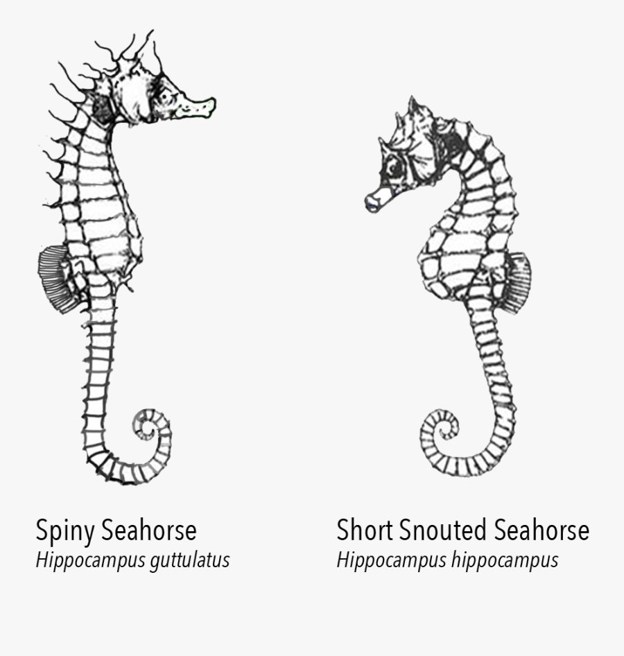 Northern Seahorse - Measure Length Of Seahorse, Transparent Clipart