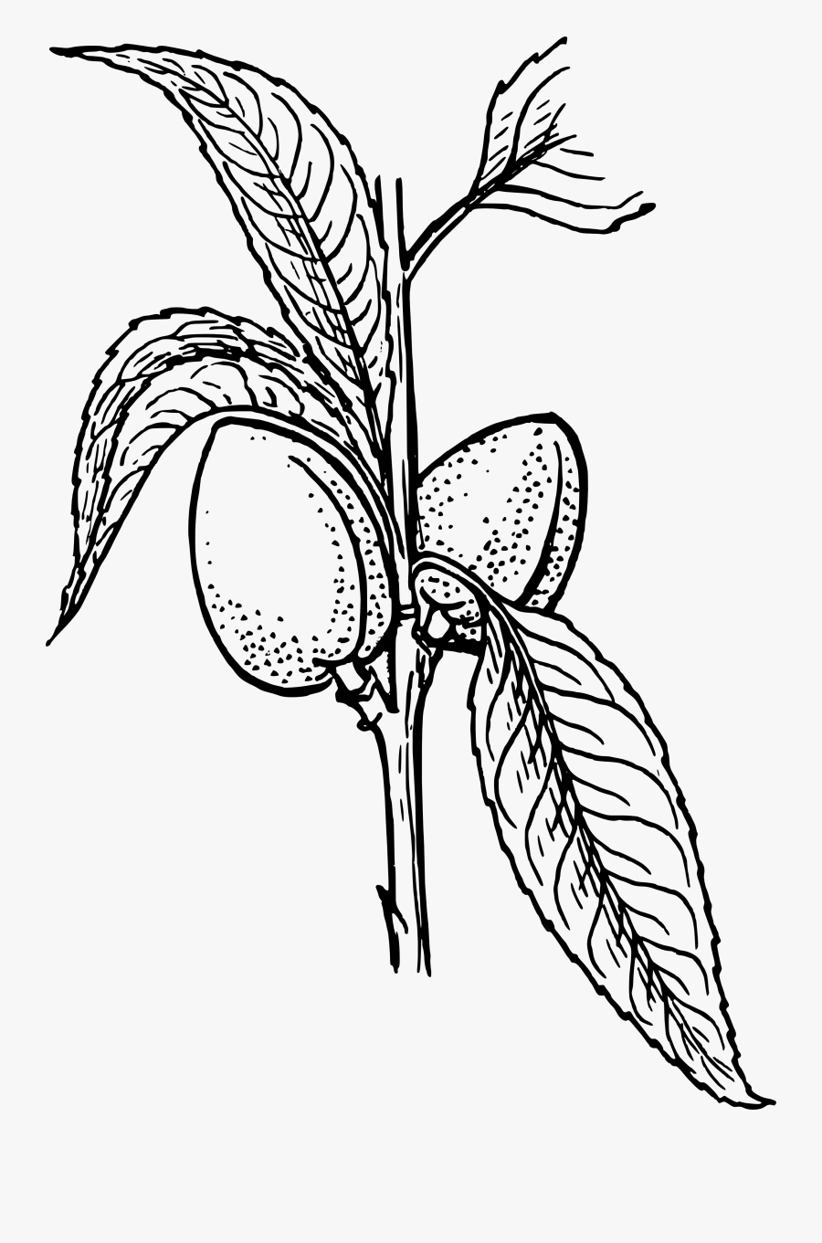 Mother"s - Day - Clip - Art - Black - White - Almond Black And White, Transparent Clipart