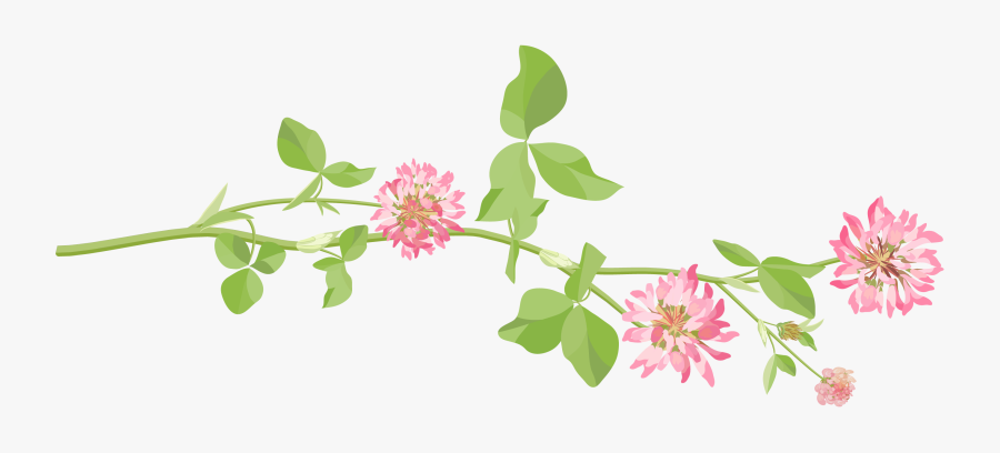 Transparent Mom Clip Art - Loosestrife And Pomegranate Family, Transparent Clipart