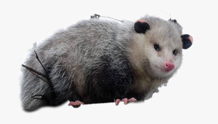 Possum Freetoedit - Screams At Own Ass Possum, Transparent Clipart