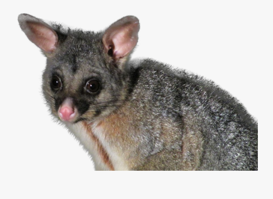 Vector Free Marlborough - Possum Png Nz, Transparent Clipart
